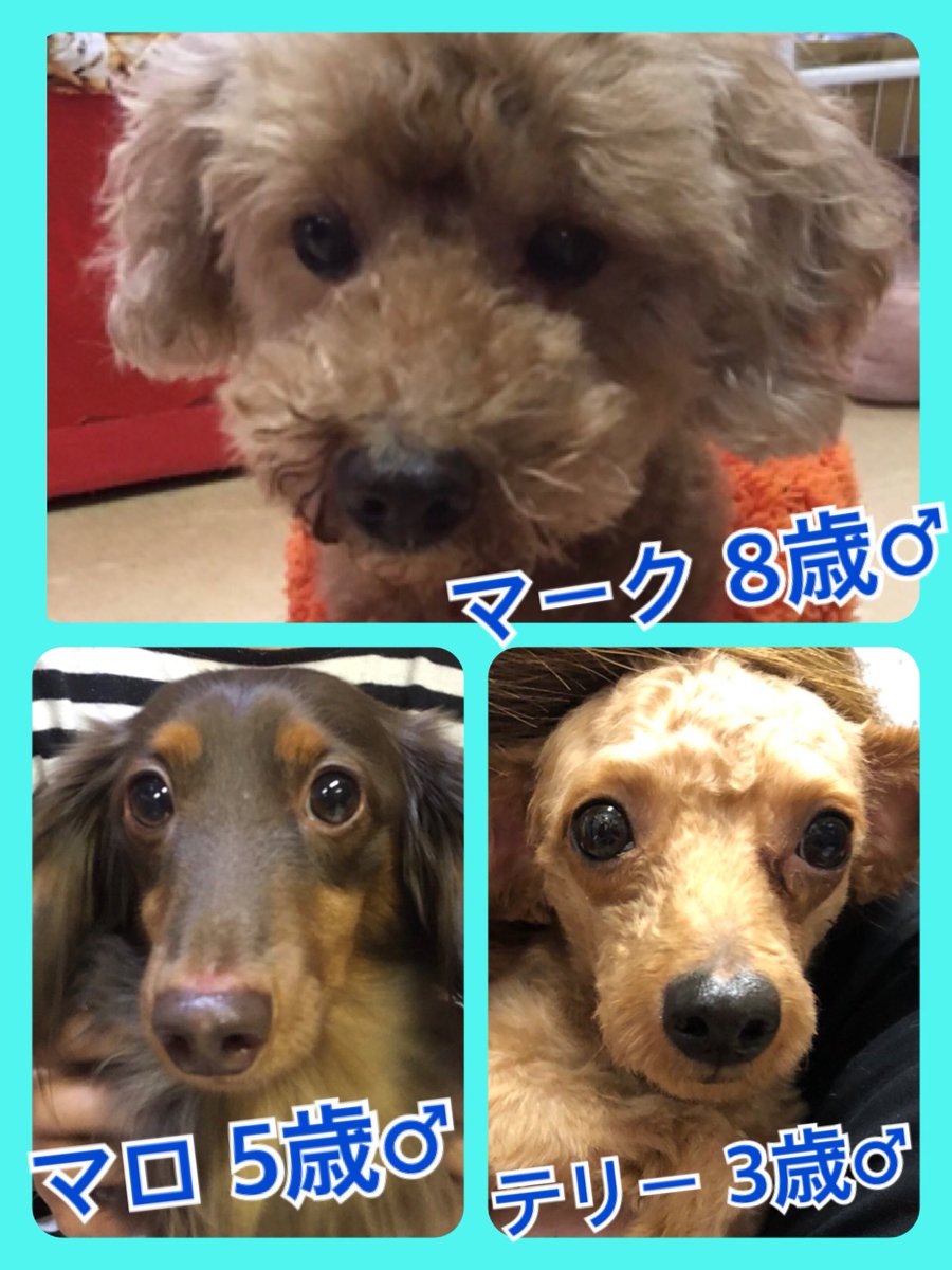 🐾今日の里親様募集中ワンコ🐶メンバーです🐾2019,10,29